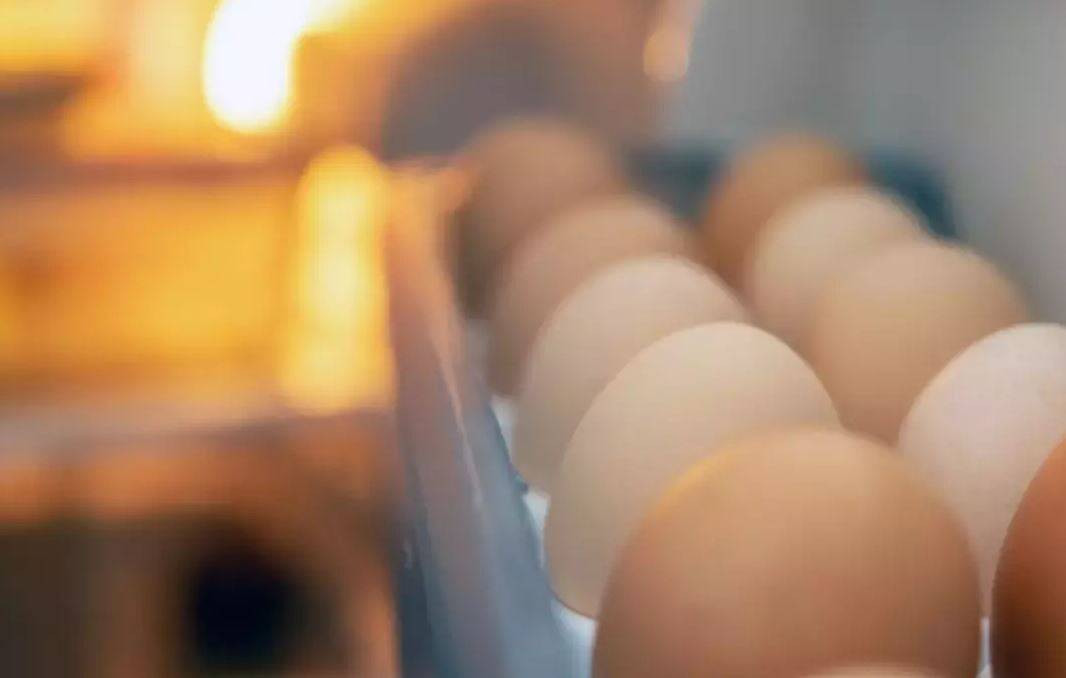 Beyaz mı kahverengi mi? Hangi yumurta daha sağlıklı? - Resim: 38